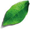 leaf pistachio
